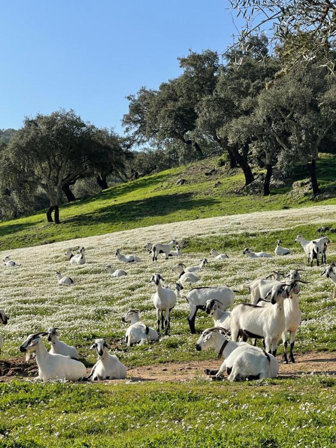 Monte Dos Pensamentos - Turismo Rural Estremoz Exteriér fotografie